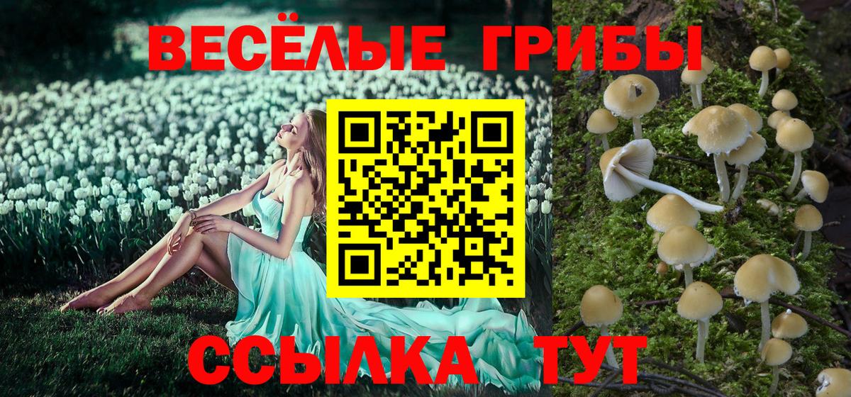 Псилоцибиновые грибы Psilocybine cubensis Углич